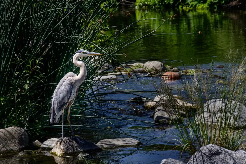 Blue heron stands on rock in Los Angeles River with green reeds in background.